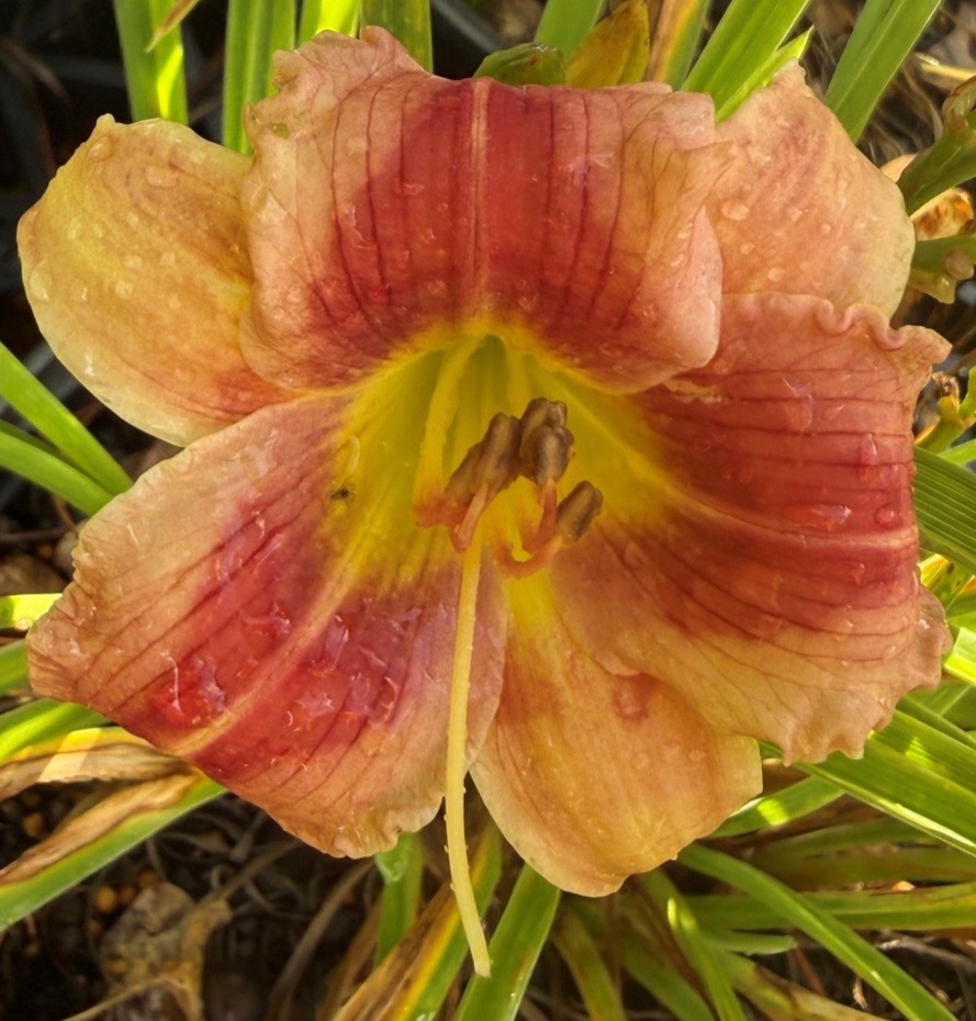 NOID FM SEEDLING